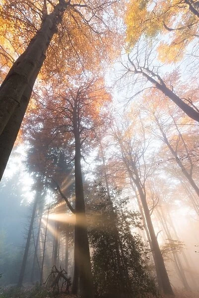 Light rays in a misty German forest in autumn, Baden-Wurttemberg, Germany, Europe