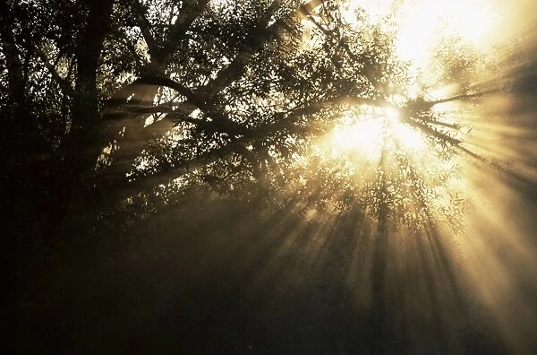Light rays through trees