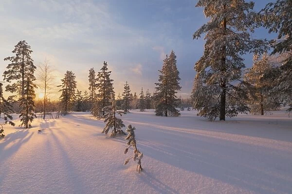 The lights of the arctic sunset illuminate the snowy woods, Vennivaara, Rovaniemi
