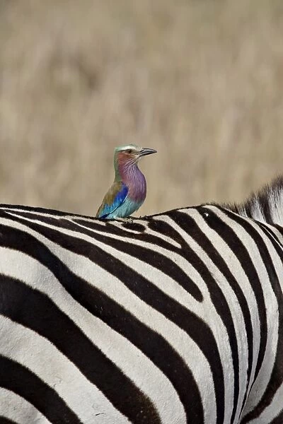 Lilac-Breasted Roller (Coracias caudata) on the back of a Grants Zebra