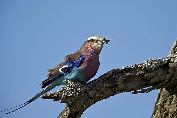 Lilac-breasted roller (Coracias caudata) with an insect, Ngorongoro Conservation Area