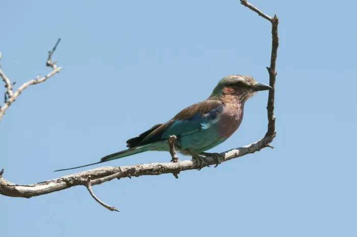 Framed Print : Lilac-breasted roller (Coracias caudatus), Chobe National Park, Botswana, Africa Framed Print : Lilac-breasted roller (Coracias caudatus), Chobe National Park, Botswana, Africa