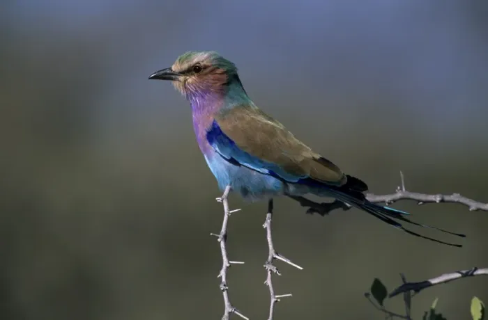 Framed Print : Lilac-brested Roller Framed Print : Lilac-brested Roller