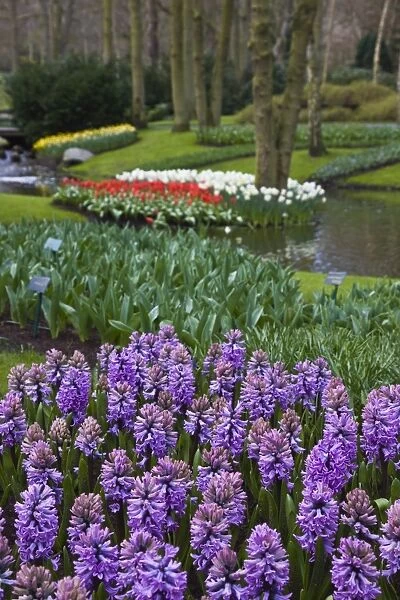 Lilac hyacinths, Keukenhof, park and gardens near Amsterdam, Netherlands, Europe