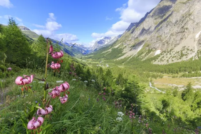 Framed Print : Lilies blooming in Val Ferret (Ferret Valley), Courmayeur, Aosta Valley, Italy, Europe Framed Print : Lilies blooming in Val Ferret (Ferret Valley), Courmayeur, Aosta Valley, Italy, Europe