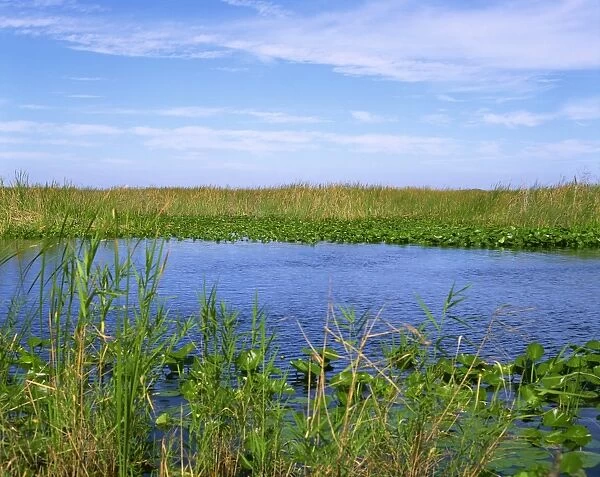 Lilies, reeds and waterway, Everglades National Park, Florida, United States of America
