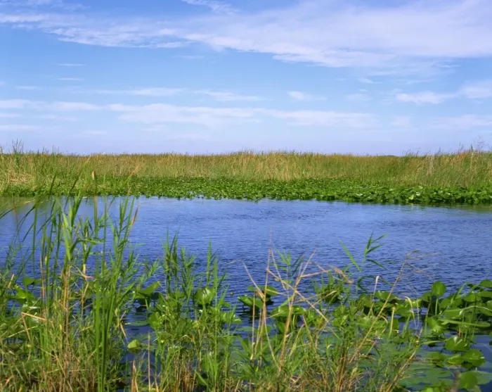 Framed Print : Lilies, reeds and waterway, Everglades National Park, Florida, United States of America Framed Print : Lilies, reeds and waterway, Everglades National Park, Florida, United States of America