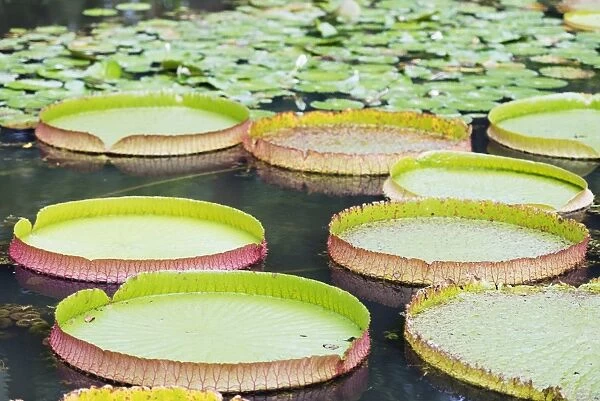 Lily pads, Botanic Gardens, Singapore, Southeast Asia, Asia