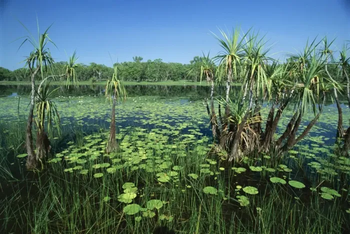 Framed Print : Lily pads and small palms in Annaburroo Billabong at the Mary River Crossing near the Arnhem Highway between Darwin and Kakadu at The Top End, Northern Territory Framed Print : Lily pads and small palms in Annaburroo Billabong at the Mary River Crossing near the Arnhem Highway between Darwin and Kakadu at The Top End, Northern Territory