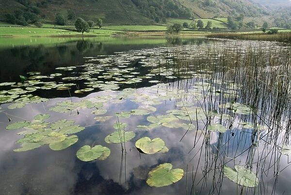 Lily pads, Watendlath Tarn, Lake District National Park, Cumbria, England