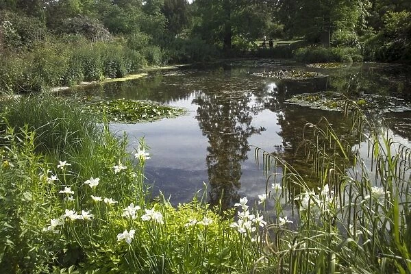 Lily Pond, Kew Gardens, UNESCO World Heritage Site, London, England, United Kingdom