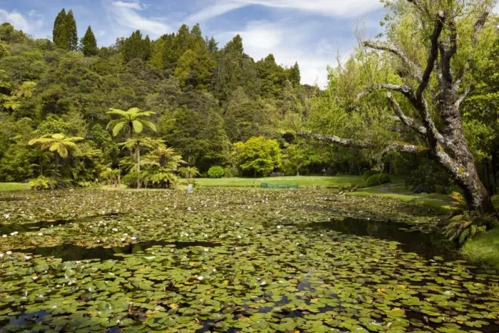 Framed Print : Lily pond at Rapaura Water Gardens, near Thames, Coromandel Peninsula, Waikato, North Island, New Zealand, Pacific Framed Print : Lily pond at Rapaura Water Gardens, near Thames, Coromandel Peninsula, Waikato, North Island, New Zealand, Pacific