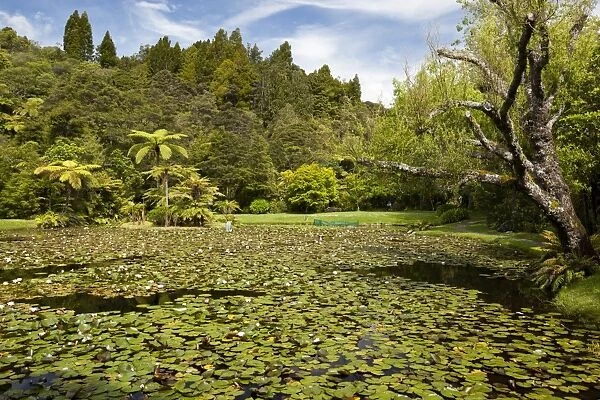 Lily pond at Rapaura Water Gardens, near Thames, Coromandel Peninsula, Waikato, North Island, New Zealand, Pacific