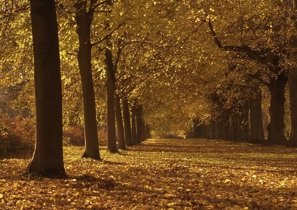 Lime Tree Avenue in autumn colours, Clumber Park, Worksop, Nottinghamshire