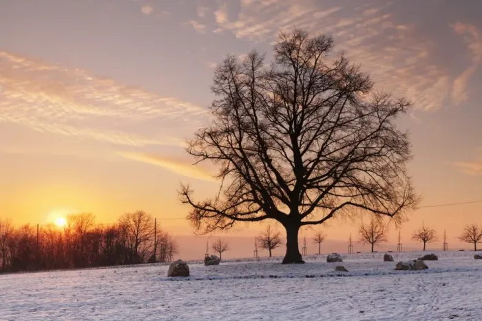 Framed Print : Lime tree at sunset in winter, Esslingen am Neckar, Baden-Wurttemberg, Germany, Europe Framed Print : Lime tree at sunset in winter, Esslingen am Neckar, Baden-Wurttemberg, Germany, Europe