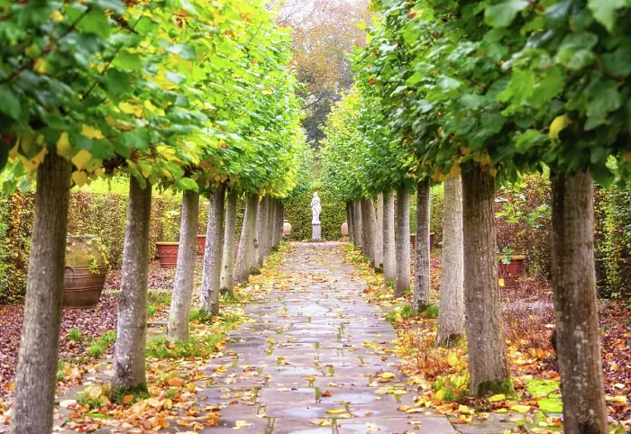 Framed Print : The Lime Walk in the Sissinghurst Castle Garden, Kent, England, United Kingdom Framed Print : The Lime Walk in the Sissinghurst Castle Garden, Kent, England, United Kingdom