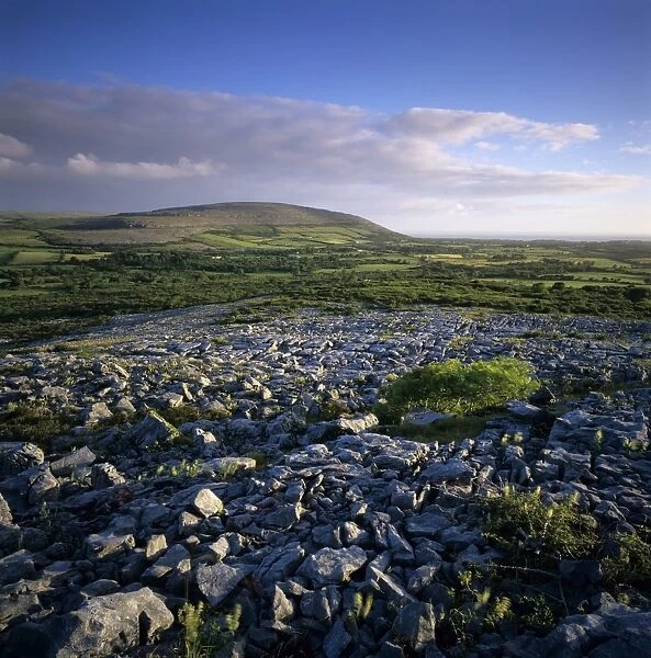 Limestone pavement, The Burren, County Clare, Munster, Republic of Ireland, Europe