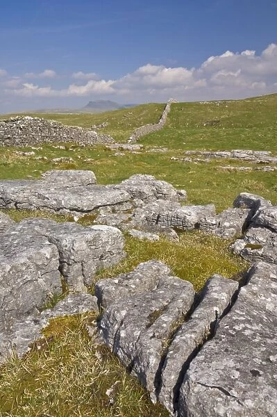 Limestone pavement and dry stone wall above Settle, Yorkshire Dales National Park