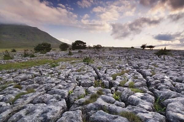 Limestone pavement and Ingleborough mountain, Ingleborough National Nature Reserve, Yorkshire Dales, North Yorkshire, England, United Kingdom, Europe