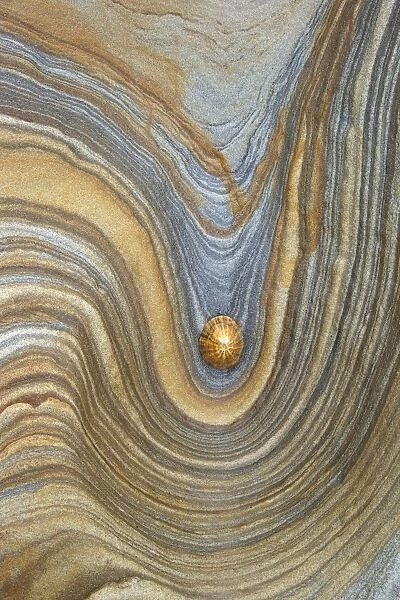 Limpet shell on sandstone rock, Northumberland, Northeast England, United Kingdom, Europe