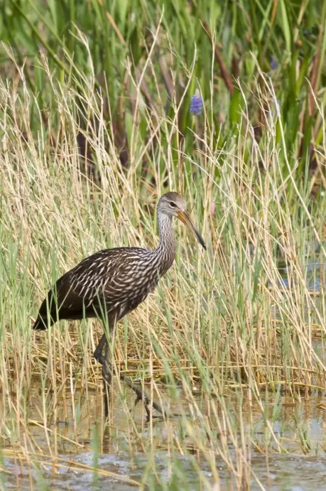 Framed Print : Limpkin (Aramus guarauna), Everglades, Florida, United States of America, North America Framed Print : Limpkin (Aramus guarauna), Everglades, Florida, United States of America, North America