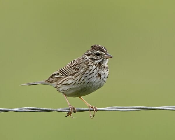 Lincolns sparrow (Melospiza lincolnii), San Jacinto Wildlife Area