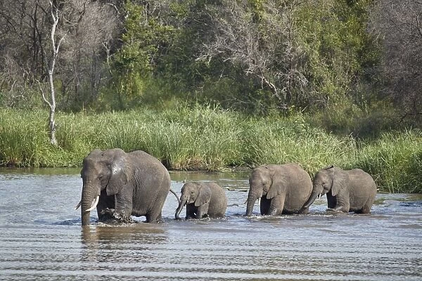 Line of African Elephant (Loxodonta africana) crossing a river, Kruger National Park