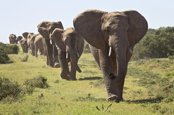 Line of African elephant (Loxodonta africana), Addo Elephant National Park
