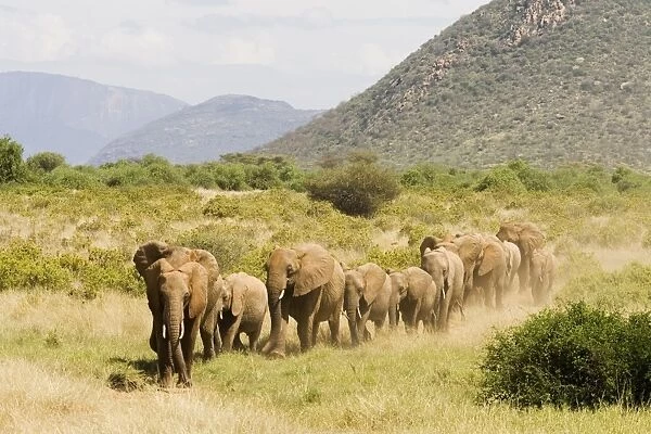 Line of African elephants (Loxodonta africana)