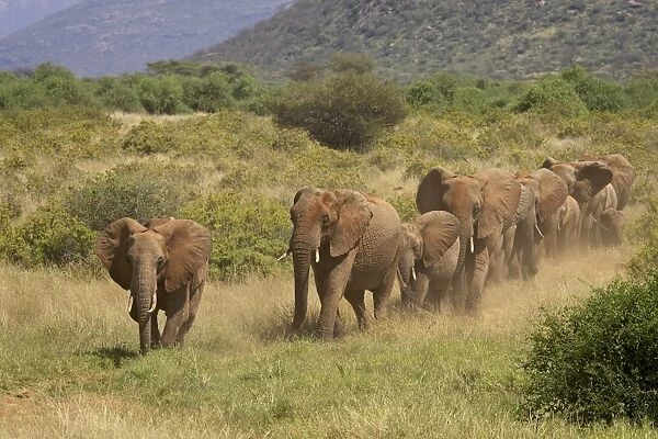 Line of African elephants (Loxodonta africana), Samburu National Reserve