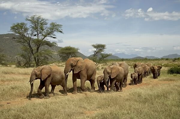 Line of African elephants (Loxodonta africana), Samburu National Reserve