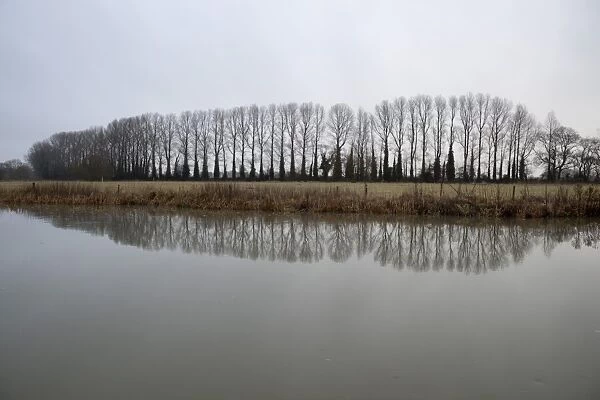 Line of bare trees reflected in River Thames, Lechlade, Cotswolds, Gloucestershire