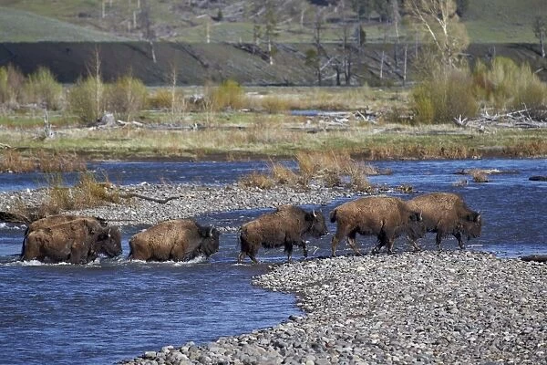 Line of Bison (Bison bison) crossing the Lamar River, Yellowstone National Park, UNESCO World Heritage Site, Wyoming, United States of America, North America