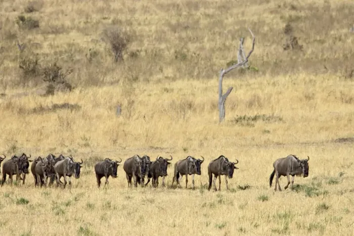 Framed Print : Line of blue wildebeest (brindled gnu) (Connochaetes taurinus), Masai Mara National Reserve