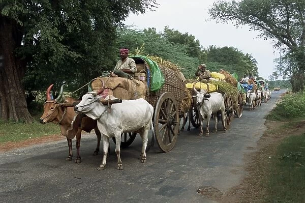 A line of bullock carts on a country road