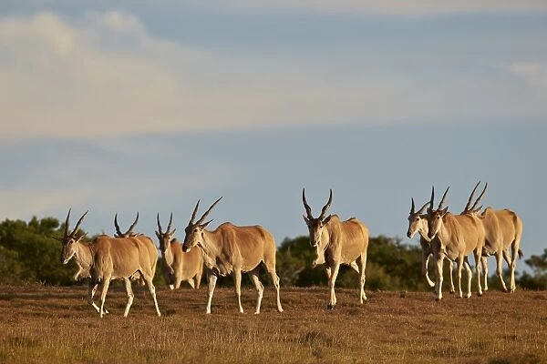 Line of common eland (Taurotragus oryx), Addo Elephant National Park, South Africa