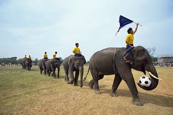 Line of elephants in a soccer team during the November