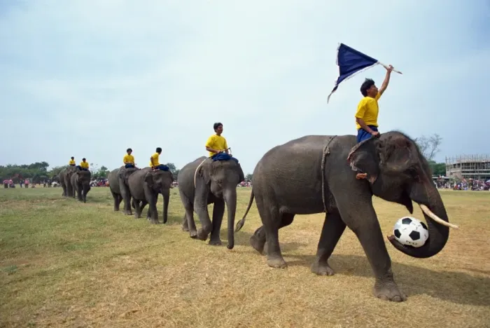 Framed Print : Line of elephants in a soccer team during the November Framed Print : Line of elephants in a soccer team during the November