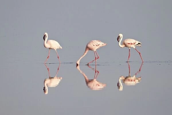 Line of lesser flamingo (Phoeniconaias minor), Serengeti National Park, Tanzania, East Africa, Africa
