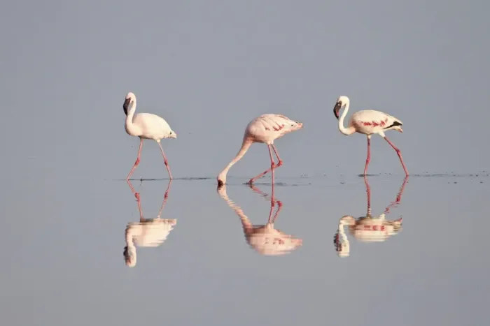 Framed Print : Line of lesser flamingo (Phoeniconaias minor), Serengeti National Park, Tanzania, East Africa, Africa