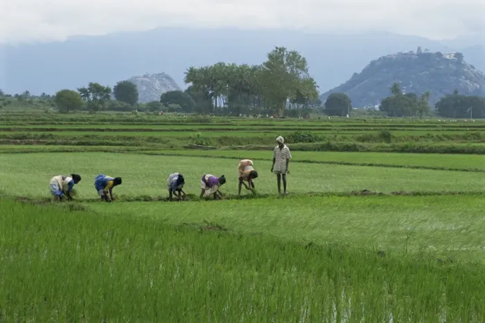 Framed Print : A line of people planting rice Framed Print : A line of people planting rice