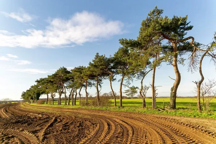 Framed Print : A line of Scots pine trees marking a field boundary in the countryside, Shottisham, Suffolk, England, United Kingdom, Europe Framed Print : A line of Scots pine trees marking a field boundary in the countryside, Shottisham, Suffolk, England, United Kingdom, Europe