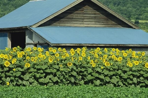 A line of sunflowers in front of a wooden farm building on Hokkaido