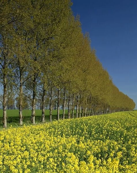 A line of trees on the edge of a rape field in the United Kingdom, Europe