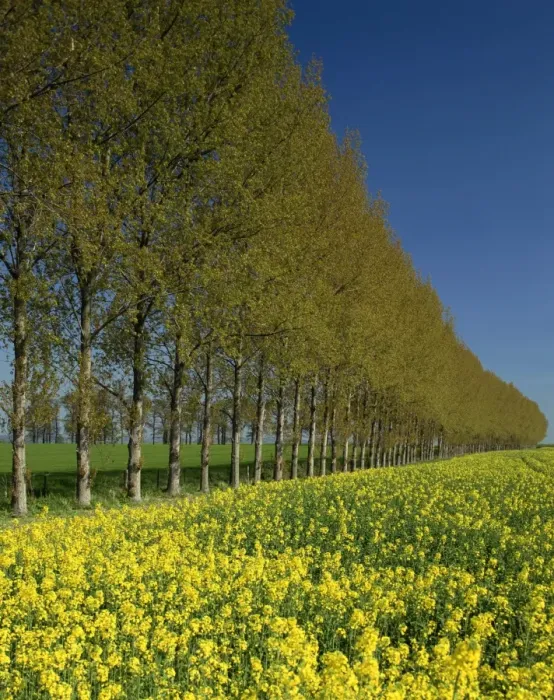 Framed Print : A line of trees on the edge of a rape field in the United Kingdom, Europe Framed Print : A line of trees on the edge of a rape field in the United Kingdom, Europe