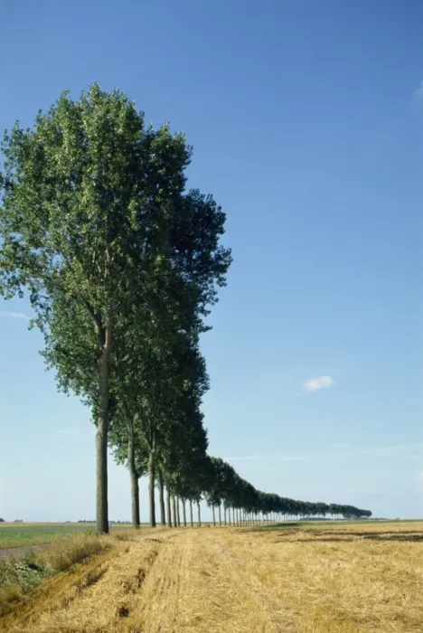 Framed Print : Line of trees outside Calais, Pas de Calais, France, Europe Framed Print : Line of trees outside Calais, Pas de Calais, France, Europe