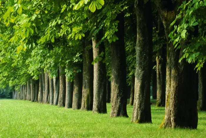 Framed Print : Line of trees, Touraine, Centre, France, Europe
