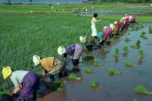 Line of women planting rice in flooded paddy fields on Wando Island
