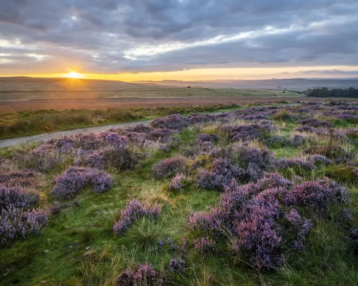 Framed Print : Ling heather (Calluna vulgaris) flowering on Curbar Gap at sunrise, Peak District National Park, Derbyshire, England, United Kingdom, Europe Framed Print : Ling heather (Calluna vulgaris) flowering on Curbar Gap at sunrise, Peak District National Park, Derbyshire, England, United Kingdom, Europe