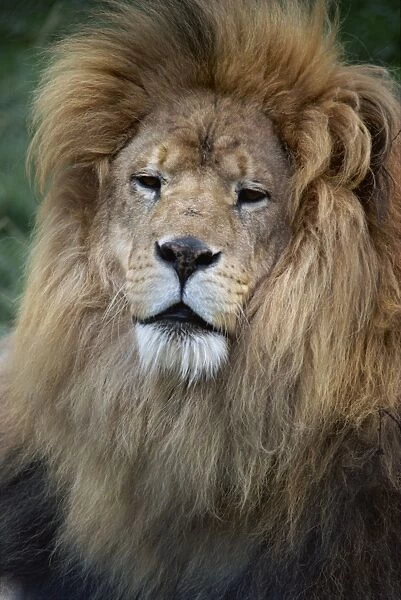 Lion, Chessington Zoo, Surrey, England, United Kingdom, Europe